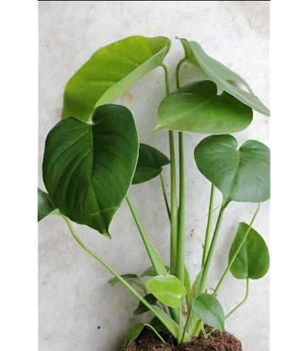 Amazon.com : Monstera deliciosa, Swiss Cheese Potted Plant, Nice Starter  Plant, Easy to Grow Edible Fruit, Tropical Houseplant or Outdoors, Fruit  Tastes Like Pineapple, Split Leaf Philodendron Plant : Patio, Lawn &