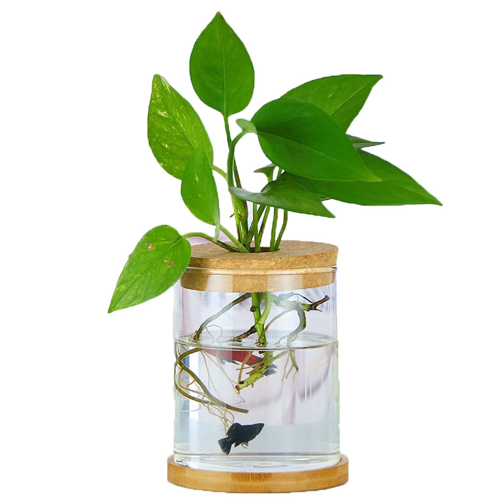 MMIAOO Hydroponic Plant Glass Container,Glass Mini Vase - Micro Landscape Ecological Bottle,Home Decoration Vase,for Water Plants or Flowers,Garden Wall Decoration (Cylinder, 10 * 12cm)