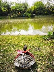 Turtle Harness and Leash with Wings Tortoise Leash