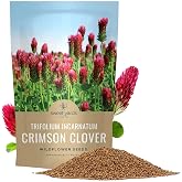 Crimson Clover Seeds for Planting &ndash; Bulk 1 Pound Bag &ndash; Over 80,000 Open Pollinated Non-GMO Seeds &ndash; Trifolium incarnatum
