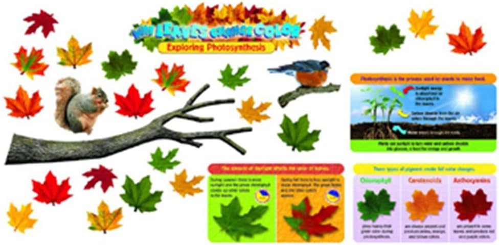 Photographs - Why Leaves Change Color