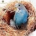 SunGrow Coconut Fiber, 1.5-Ounce, Comfortable Bedding for Small Birds and Animals, Nest Material, Great for Nest Building and Hideouts
