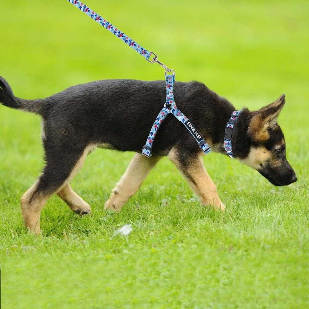 Pet Supplies : EXPAWLORER No Pull Dog Harness and Leash Set with Collar - Heavy Duty & Adjustable Basic Harness for Small Medium Dogs & Cats : 