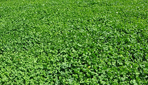 Whitetail Institute Imperial Clover Seed - Image 6