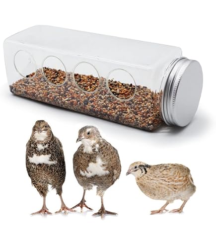 Lot De 4 Mangeoires Transparentes Pour Cailles, Poussins, Petits Oiseaux - 4 Trous En Forme D'ours - Plastique PP