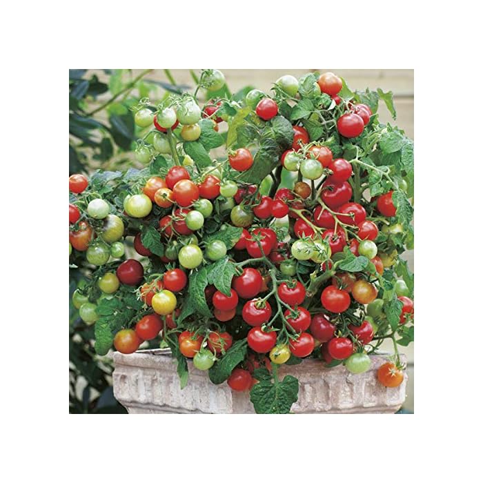 Buy ALEXI Tomato Seeds Tiny Tim Tomato Seeds Dwarf Cherry Tomato