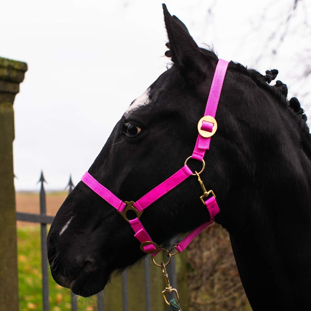 Pferdelinis Halter for Horses Warmblood, Thoroughbred, Cold Blood - Stable Halter, Pasture Halter, 2 Adjustable Positions on Chin Strap and Headpiece, Safe and Tear-Resistant (Pink, Thoroughbred (Cob