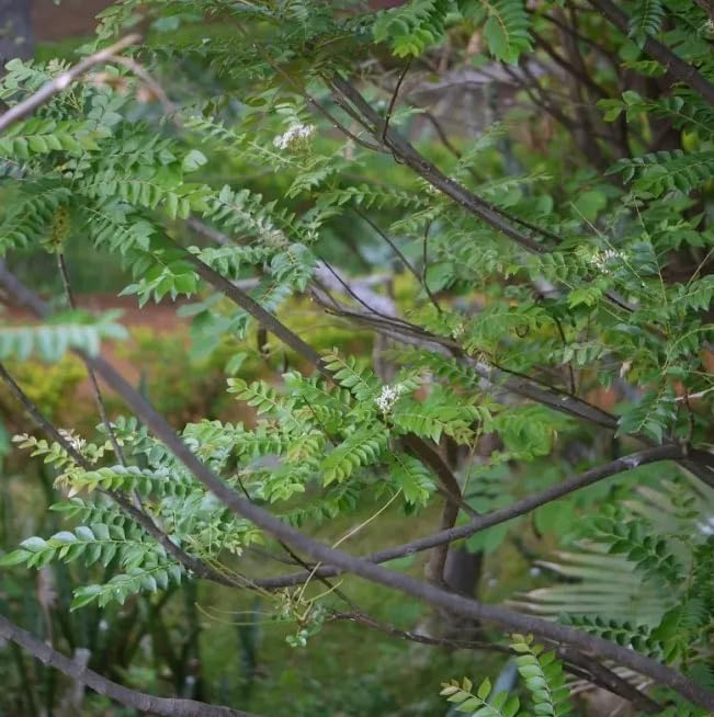 Grevalis Live Curry Leaf Plant - Murraya Koenigii Sweet Neem Tree 9-12 Inch Tall Half Gal Pot - Culinary Herb for Indoor or Outdoor Growing