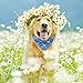 Segarty Dog Bandanas, 4 Pack 26