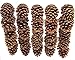 Natural Ponderosa Pine Cones Accent Decorations 3 to 4