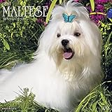 Maltese - 2016 Calendar 12 x 12in