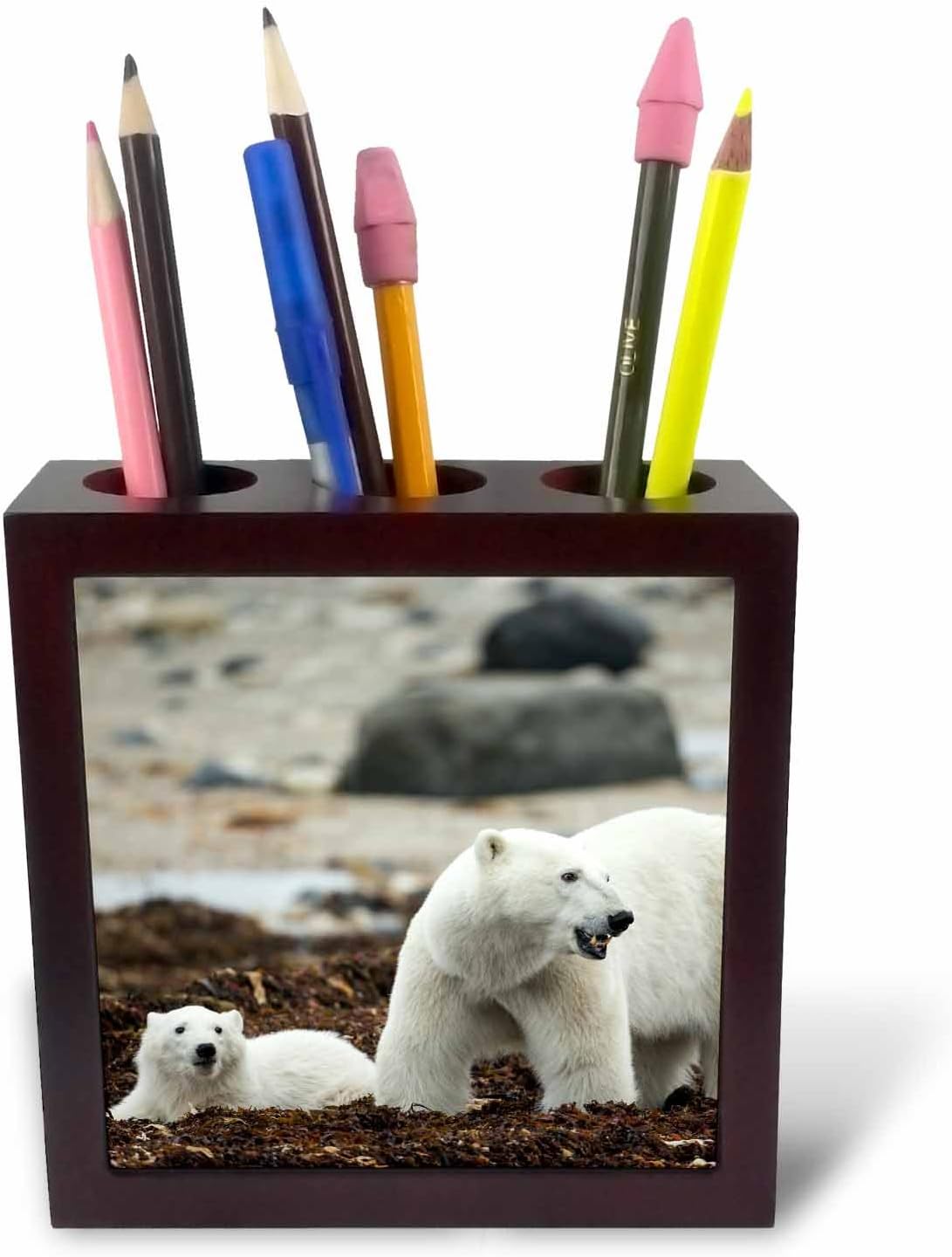 3dRose ph_226902_1 5-Inch "Canada/Manitoba/Polar Bear and Cub Standing on Seaweed" Tile Pen Holder, Brown