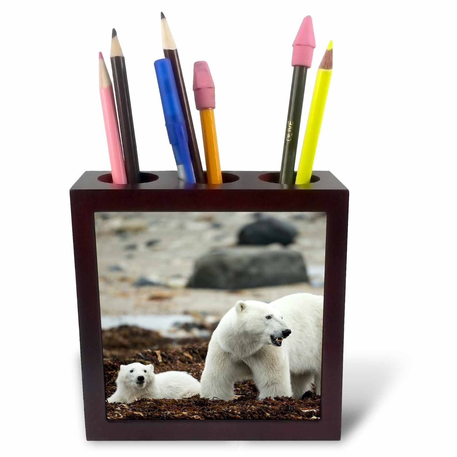 3dRose ph_226902_1 5-Inch "Canada/Manitoba/Polar Bear and Cub Standing on Seaweed" Tile Pen Holder