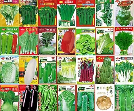 Amazon Co Jp グリーン豆45種四季豆玉豆 野菜の種子中国春の秋の庭鉢植え庭バルコニー原装春夏秋冬播蔬菜籽阳台花园种子 Diy 工具 ガーデン