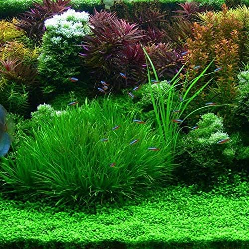 Elever Water Plant Seeds Water Grass Seed Fish Tank Plant Aquarium Decor Aquatic Plants