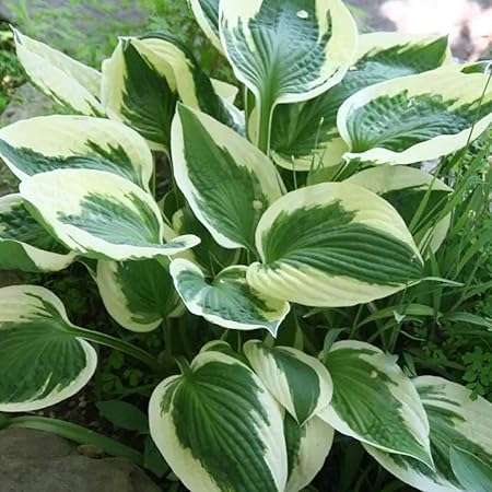 Anitra Perkins 100 Stucke Gemischt Feather Hosta Pflanzen Garten Hosta Knolle Hosta Funkien Winterhart Samen Fur Vorgarten Steingarten 4 Amazon De Garten