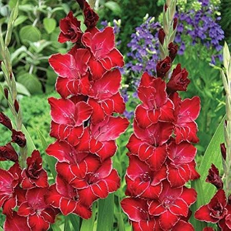 FernsFly IMP. Sword lily Gladiolus | Gladiola | Gladioli Flower Bulbs Home Outdoor Flowering Gardening Bulbs Blooming planting (Pack of 50 Baccara Gladiolus)