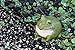 Evergreen Garden Cute Portly Frog Outdoor Statue and Secret Key Holder | Weatherproof and Outdoor Safe | Garden Sculpture | Porch Garage or Patio Home Decor | 6 Inches Tall