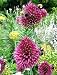 Drumsticks Allium sphaerocephalon 10 Bulbs - Persian Onion - 6/+ cm