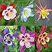 COLUMBINE MCKANA GIANTS MIX 75 SEEDS Perennial Hardy Deer Resistant Pollinators
