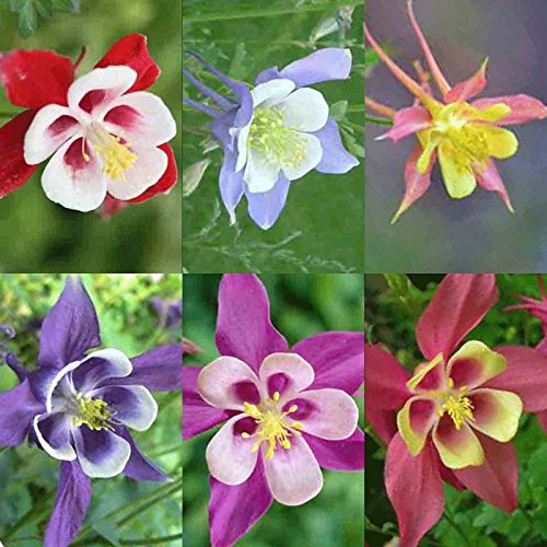COLUMBINE MCKANA GIANTS MIX 75 SEEDS Perennial Hardy Deer Resistant Pollinators