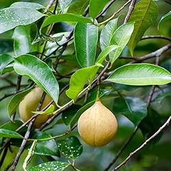 Aromatics International Nutmeg Essential Oil 5ml