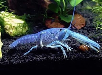 Pet Lobster
