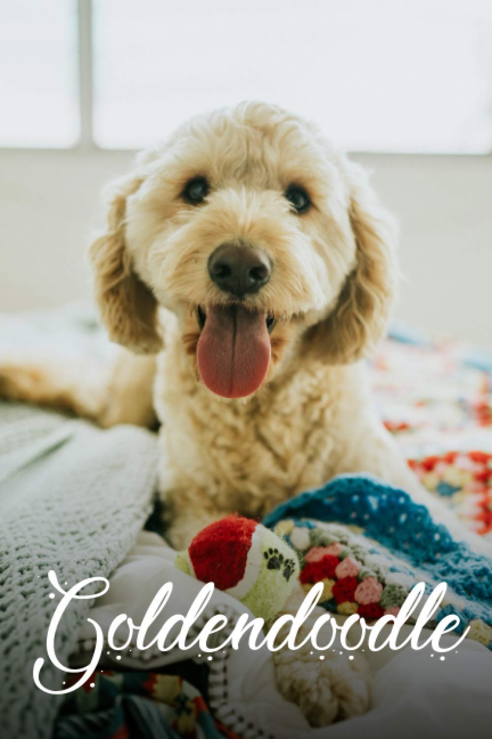 mini goldendoodle gifts