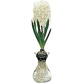 Snow Drift Hyacinth Bulb and Glass Vase for Forcing