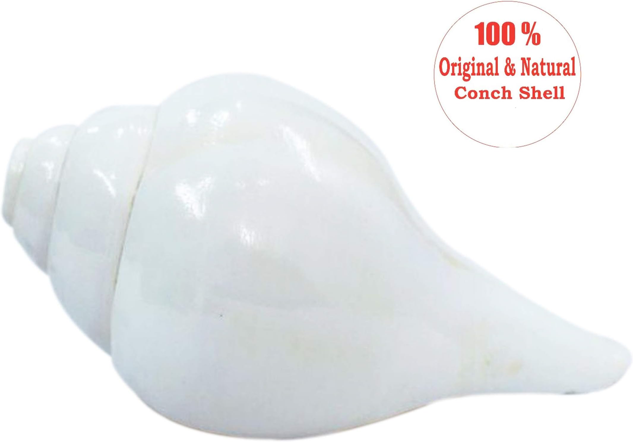 Valampuri Sangu Small Size Blowing Shell/Dakshinavarti Shankh/Conch Shell for Puja
