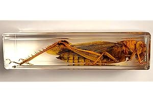 HQRP-CRYSTAL 4.3" Large Real Golden Desert Locust in Crystal Clear Lucite Resin Specimen Preserved Insect Taxidermy Crafts Collection for Biology Science Education & Desk Ornament Display Supplies Paperweight