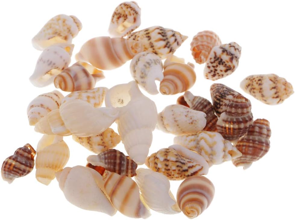 Fenteer 30 Pieces Assorted Shells Natural Shells Beach Shells Wedding Aquarium Sea Decoration DIY Jewelry Making