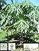 Fresh papaya leaves - ORGANIC - 1.0 LB - Certified fresh from Florida - Harvested fresh from trees after an order is placed