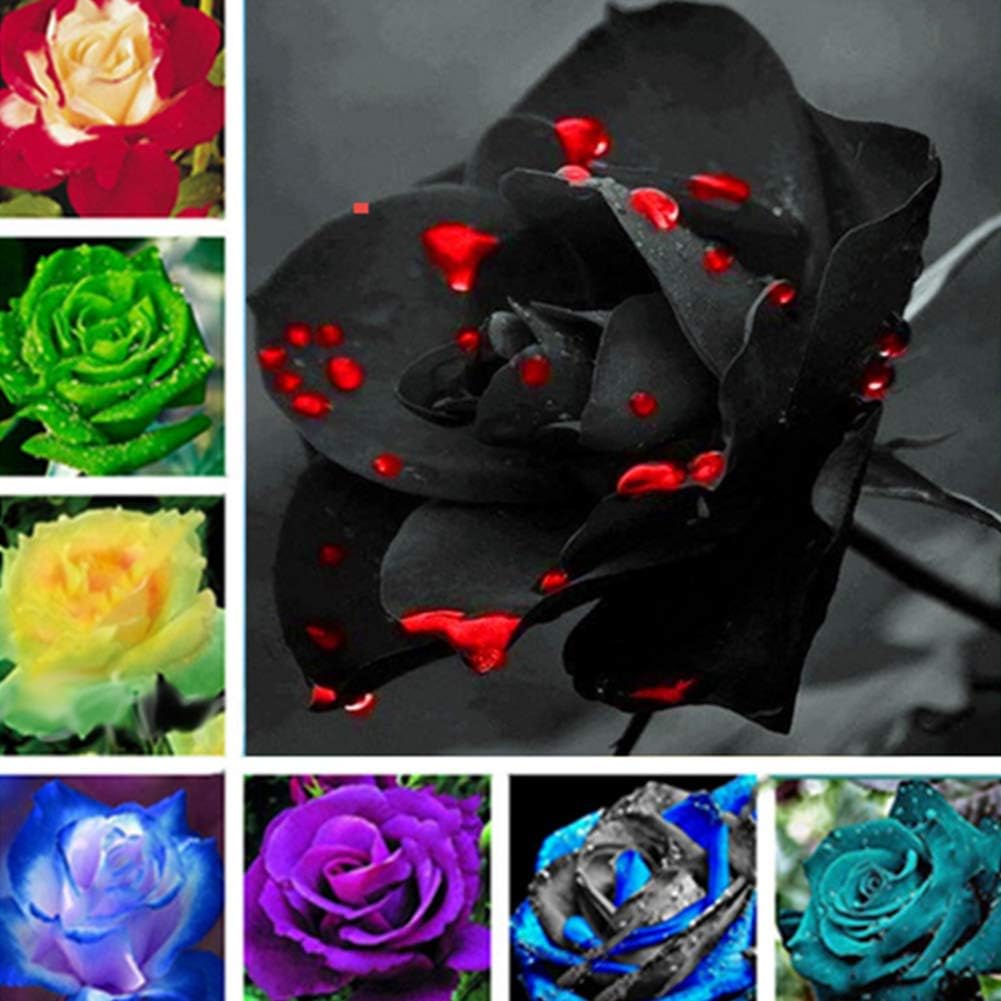 Jytrading 200Pcs Colorful Rose Flower Seeds,Home Garden Perennial Bonsai Plant Decoration Indoor and Outdoor Seeds 200pcs Rose Seeds