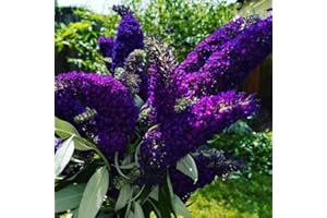 YOKEBOM Black-Purple Butterfly Bush Live Shrub Plant Shrub, Buddleia Bush Well Rooted, 5 to 10 Inc Tall