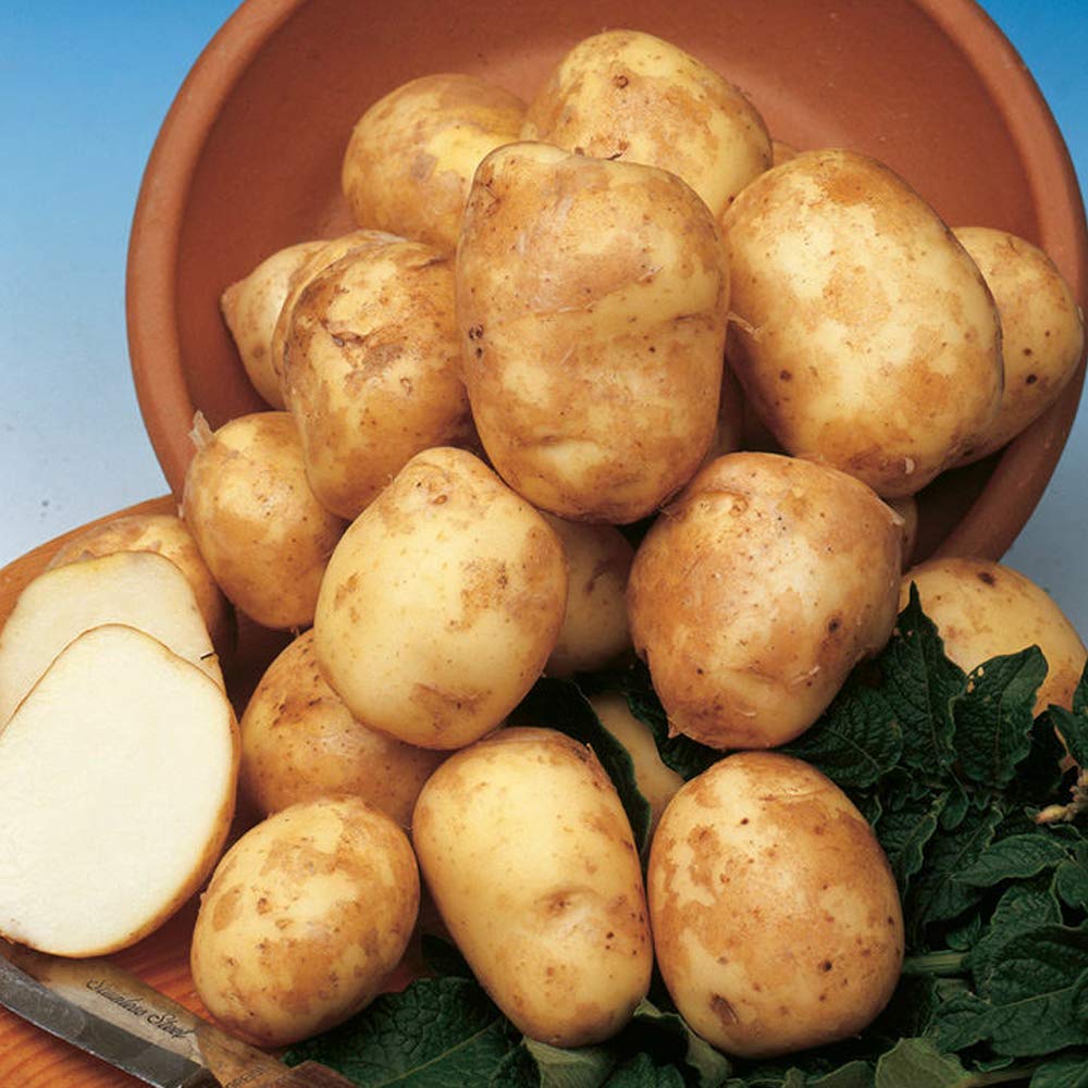 10 Pcs Seed Potatoes Pentland Javelin- Finest Variety- Easy to Grow- Good Disease Resistance- Grow in Pots, Container or in Your Beautiful Garden