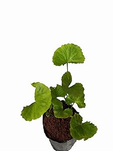 Brahmi( Mandukparni ) Centella Asiatica, The Medicinal Ayurvedic Herb Plant (Green,MP-19)