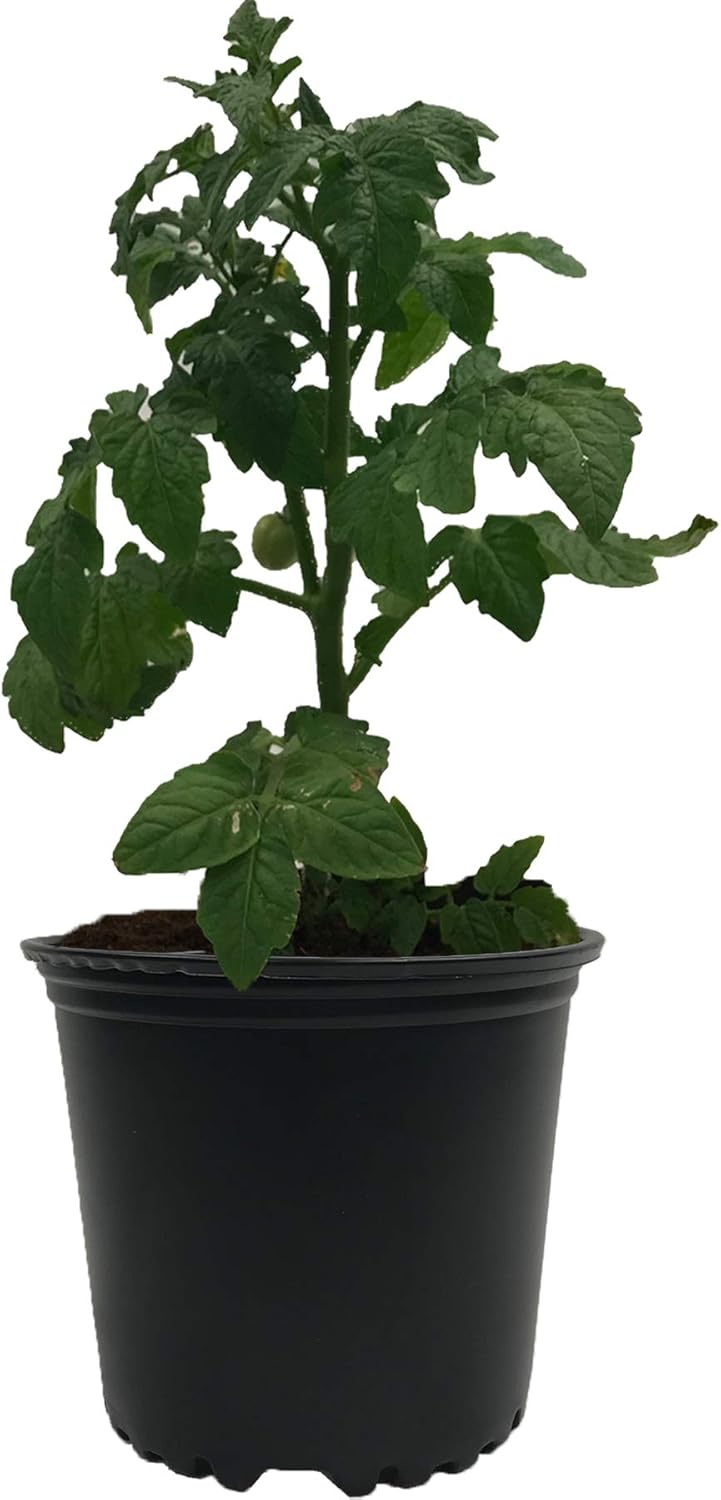 Viagrow 1 Gal. Plastic Nursery Pots (3.78 Liters) 10-Pack: Garden & Outdoor