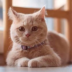 Pawtitas Reflective Cat Collar with Safety Buckle