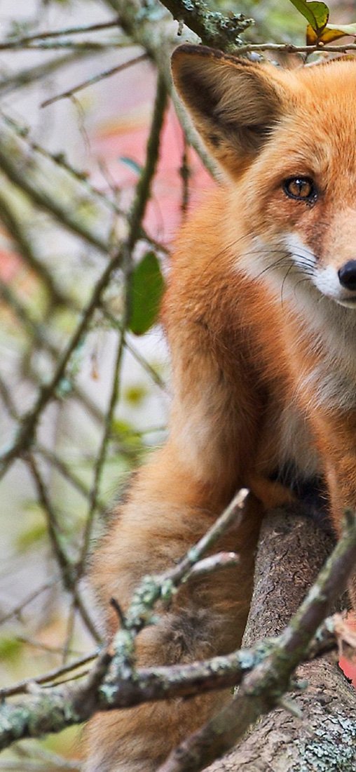 PeelitStickit Fox, Animal Wall Murals ID-028, vinyl