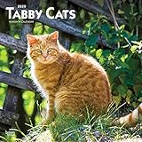 Tabby Cats 2020 12 x 12 Inch Monthly Square Wall Calendar, Animals Cats (English, French and Spanish by