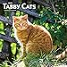 Tabby Cats 2020 12 x 12 Inch Monthly Square Wall Calendar, Animals Cats (English, French and Spanish by