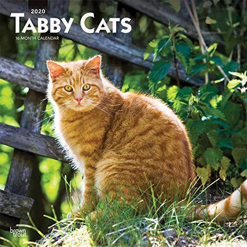 Tabby Cats 2020 12 x 12 Inch Monthly Square Wall Calendar, Animals Cats (English, French and Spanish by 