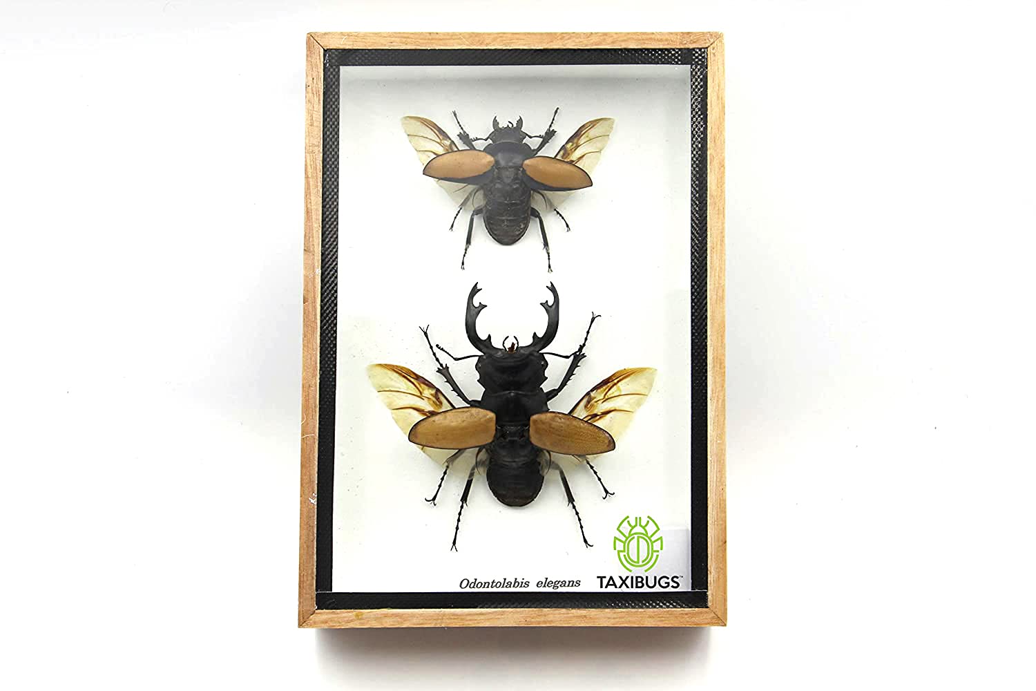 Photo 1 of TAXIBUGS Real Beetle Display Taxidermy Odontolabis Elegans Insect Bug Entomology Box Wood Framed (Male & Female) (Wooden Box)