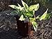 Root Pouch Non-degradable Reusable Grow Bags,One Gallon, Boxer Brown with Handles! Bundle of 10, Best Quality!