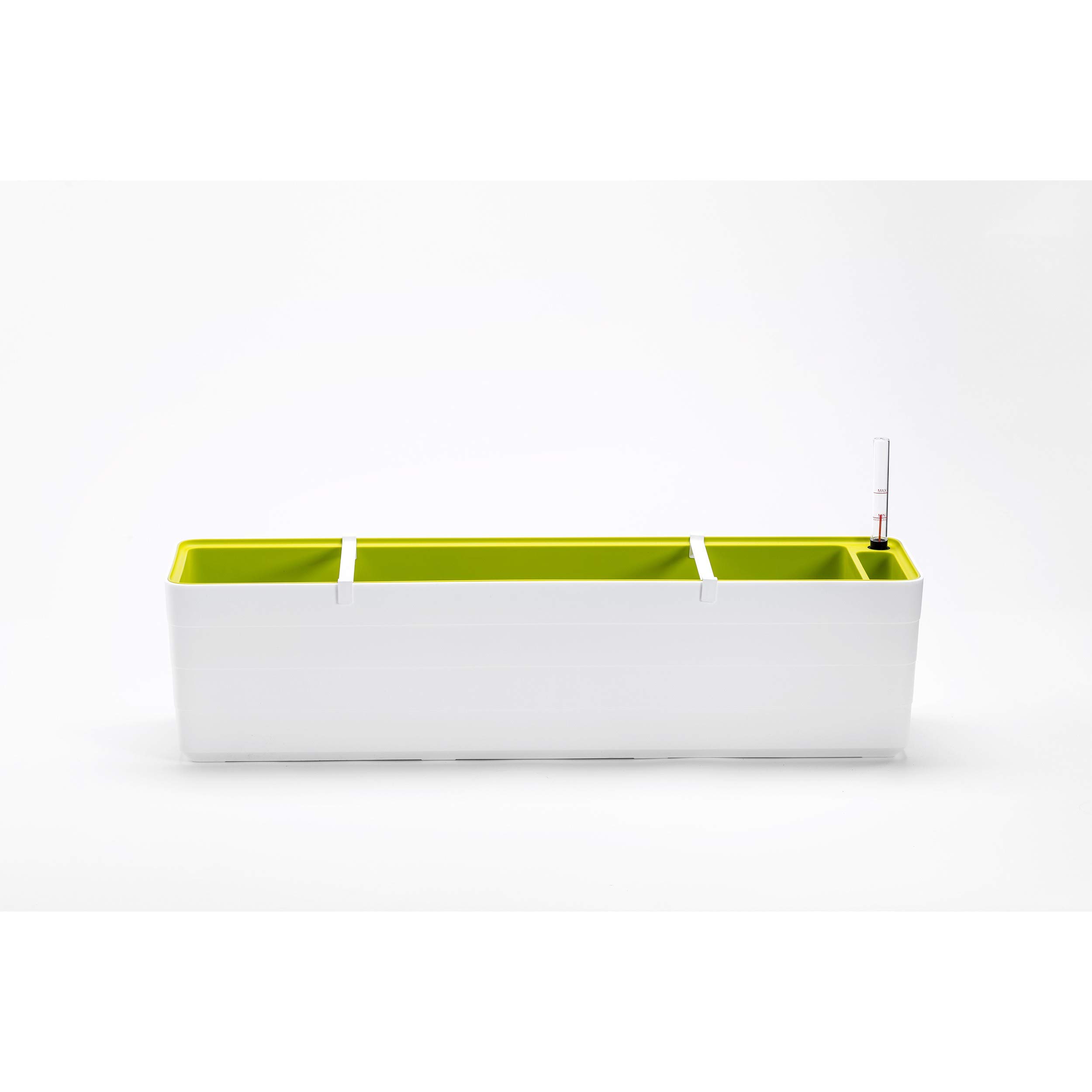 Plastia Berberis - 80cm - White & Green