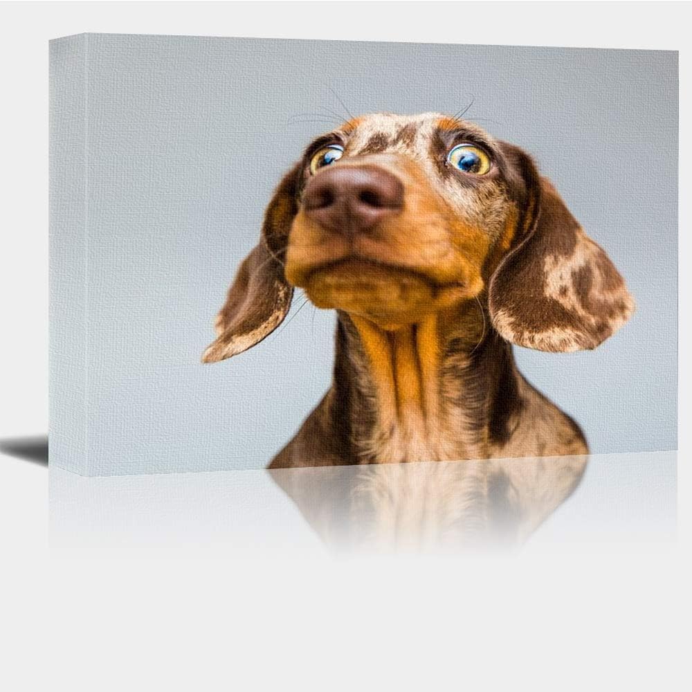 silver dachshund puppies