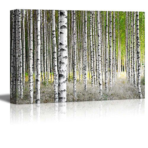 Birch Tree Art: Amazon.com
