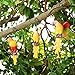 S&F Life Size Hanging Parrot Statue Like a Real Parrot Patio Lawn Ideal Decor for Nature Lovers Tropical Bird Collectors (Wings)