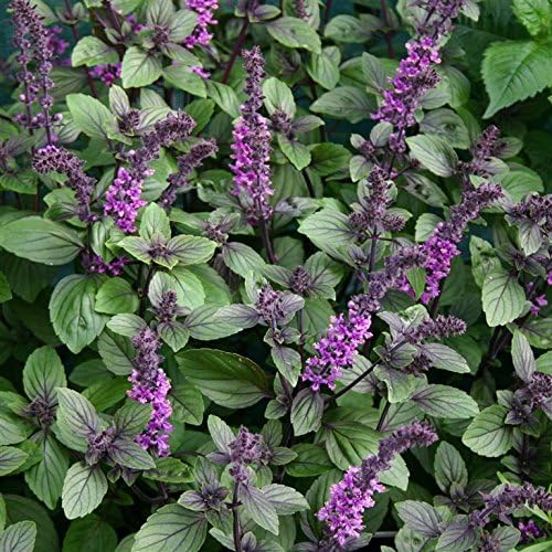 LIVE Basil African Blue Herb Plant - Organic NON-GMO - 2 (TWO) Plants Fit 3.5" Pot